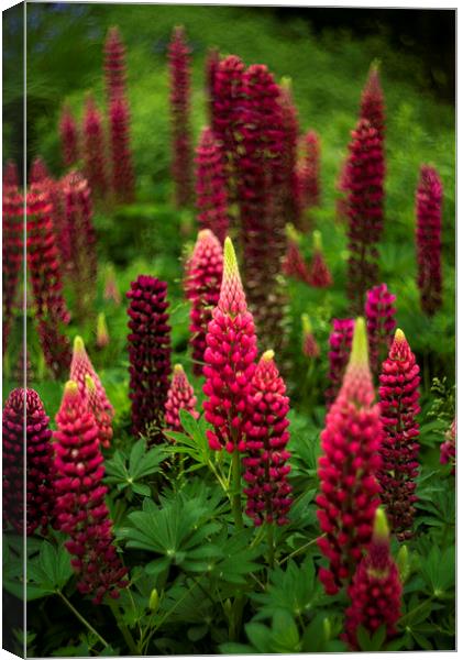 Lupins Canvas Print by Andrew Richards