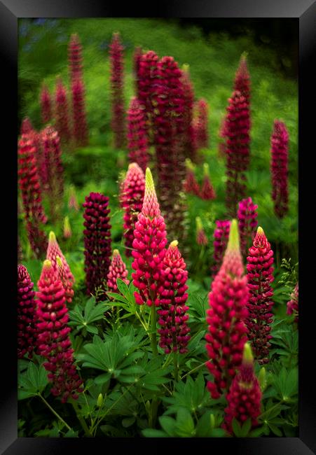 Lupins Framed Print by Andrew Richards