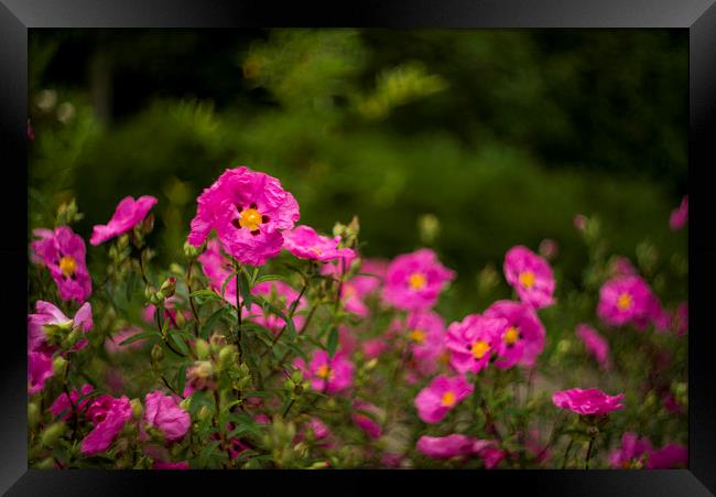 Pink flowers Framed Print by Andrew Richards