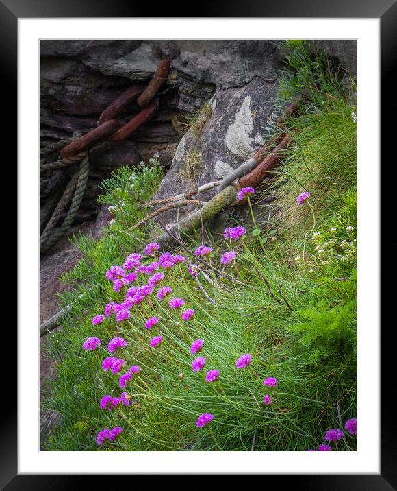 Sea Thrift and Rust Framed Mounted Print by Dave Rowlatt