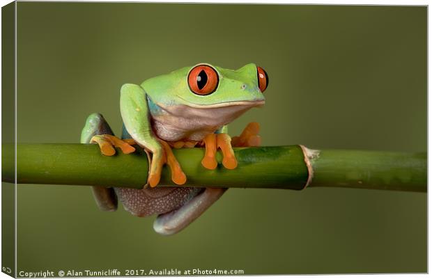 Tree frog Canvas Print by Alan Tunnicliffe