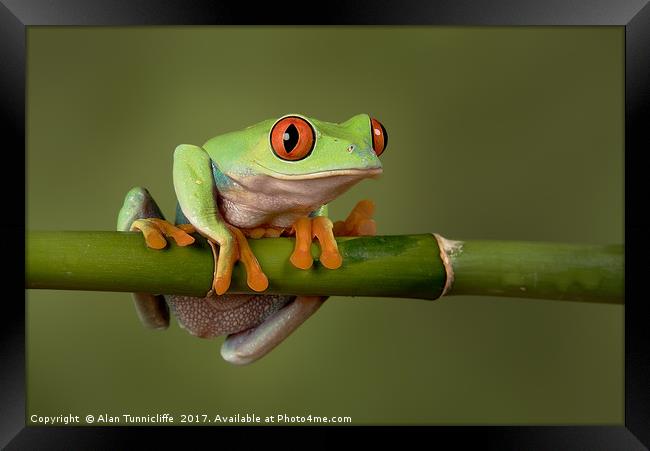 Tree frog Framed Print by Alan Tunnicliffe