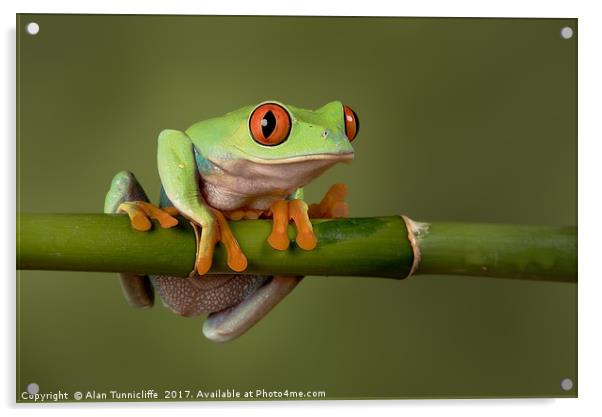 Tree frog Acrylic by Alan Tunnicliffe