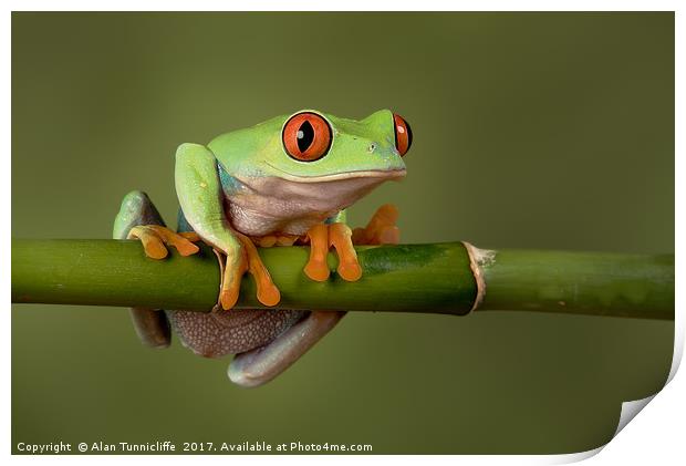 Tree frog Print by Alan Tunnicliffe