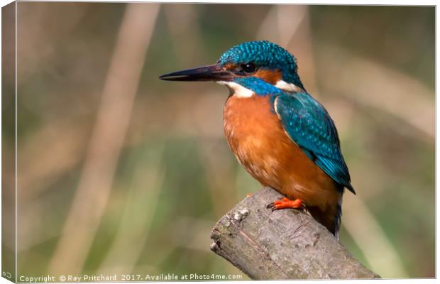 Kingfisher Canvas Print by Ray Pritchard
