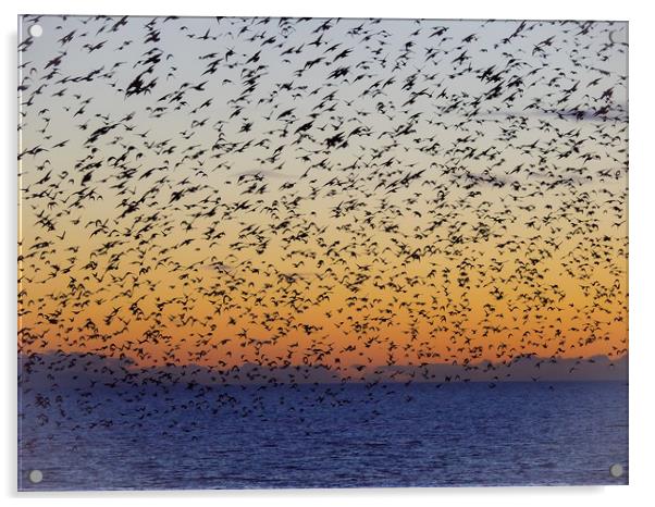 Starlings  Acrylic by Victor Burnside