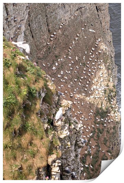 Bempton Cliffs Print by Tony Murtagh