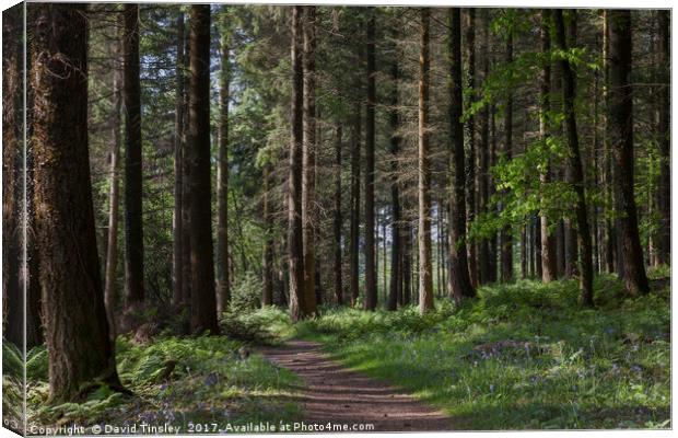 Spruce Woodland Path Canvas Print by David Tinsley