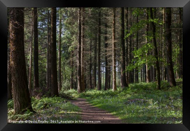 Spruce Woodland Path Framed Print by David Tinsley