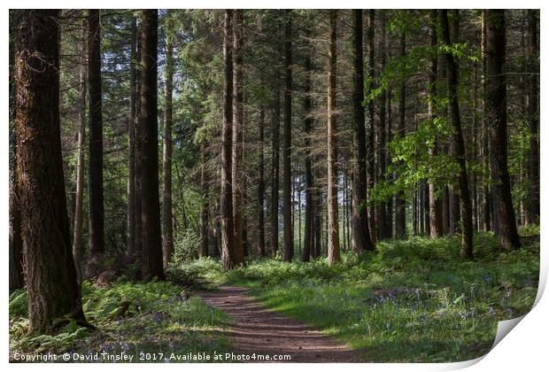Spruce Woodland Path Print by David Tinsley