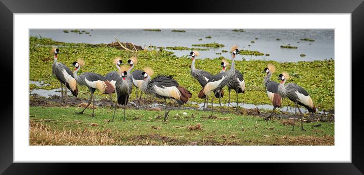 Crowned Cranes  Framed Mounted Print by Janette Hill