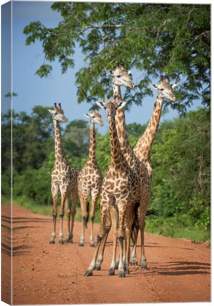 Tower of Thornicroft Giraffe Canvas Print by Janette Hill
