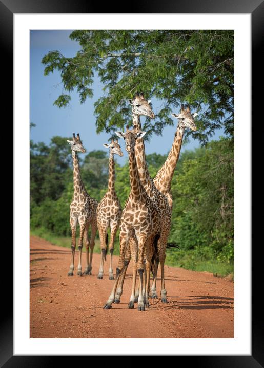 Tower of Thornicroft Giraffe Framed Mounted Print by Janette Hill