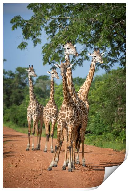 Tower of Thornicroft Giraffe Print by Janette Hill