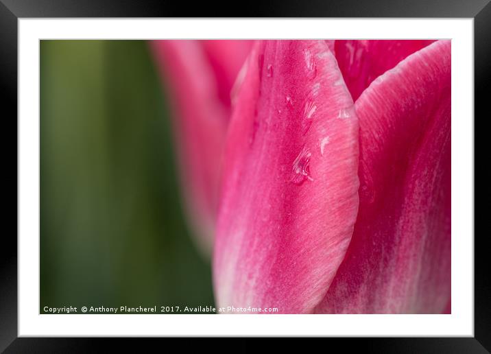 Tears of a Tulip Framed Mounted Print by Anthony Plancherel