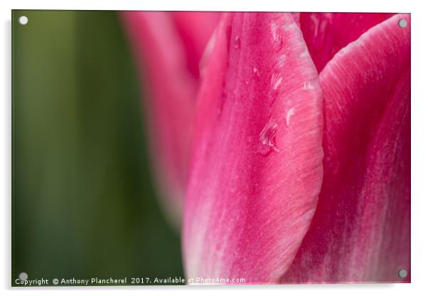 Tears of a Tulip Acrylic by Anthony Plancherel