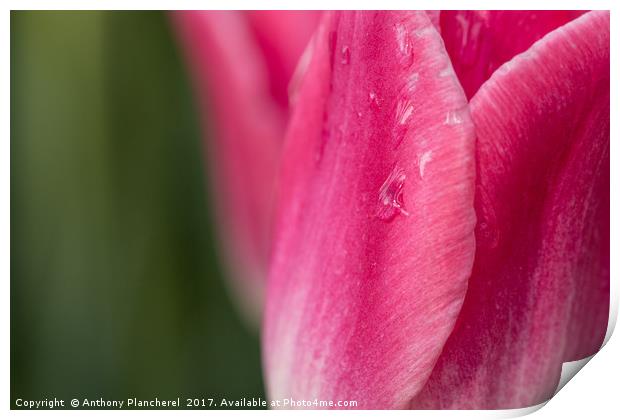 Tears of a Tulip Print by Anthony Plancherel