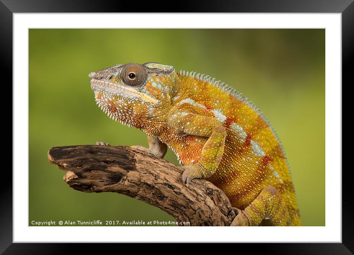Panther chameleon Framed Mounted Print by Alan Tunnicliffe