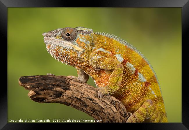 Panther chameleon Framed Print by Alan Tunnicliffe