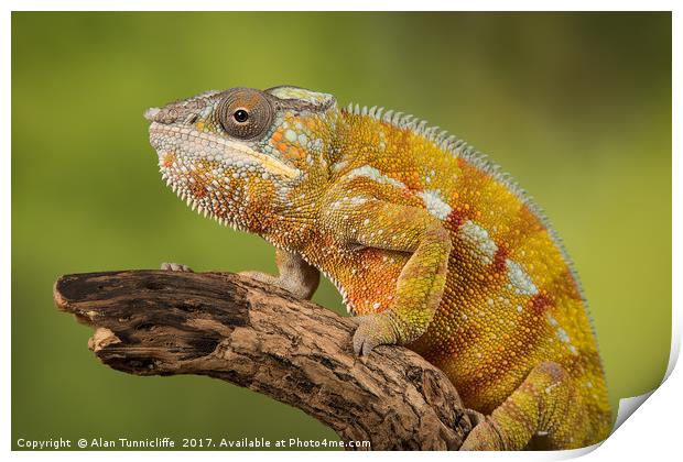 Panther chameleon Print by Alan Tunnicliffe