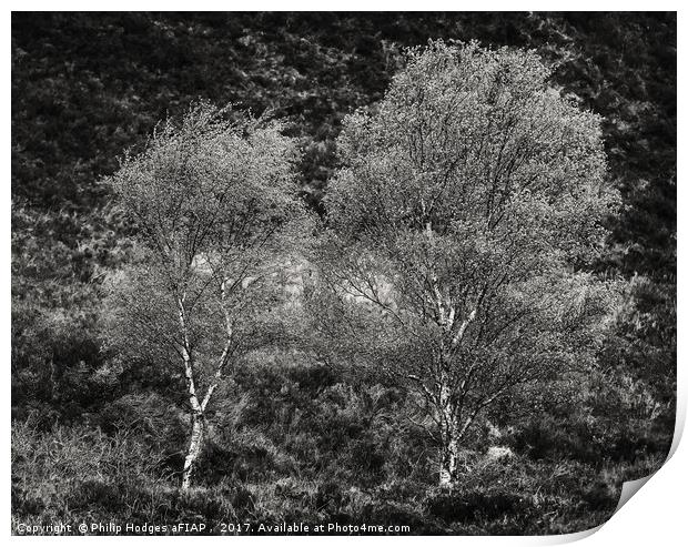 Stirling Silver Birches Print by Philip Hodges aFIAP ,
