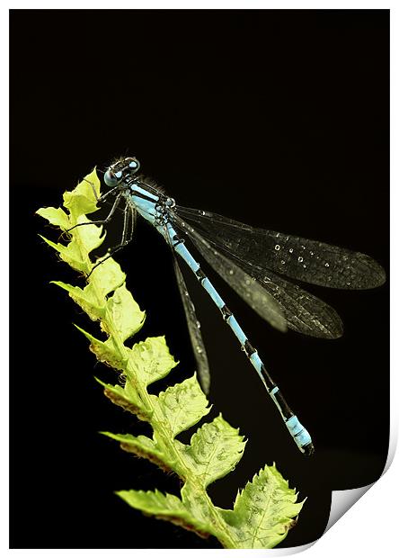 COMMON BLUE DAMSELFLY Print by Anthony R Dudley (LRPS)