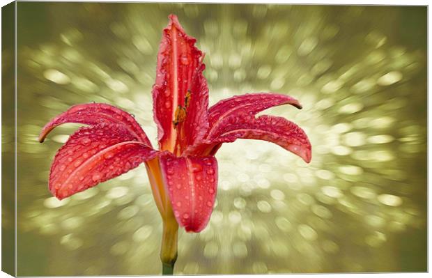 Wet Day lily...as seen on ITV Meridian Canvas Print by JC studios LRPS ARPS