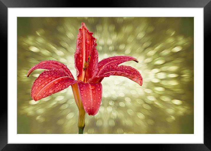 Wet Day lily...as seen on ITV Meridian Framed Mounted Print by JC studios LRPS ARPS