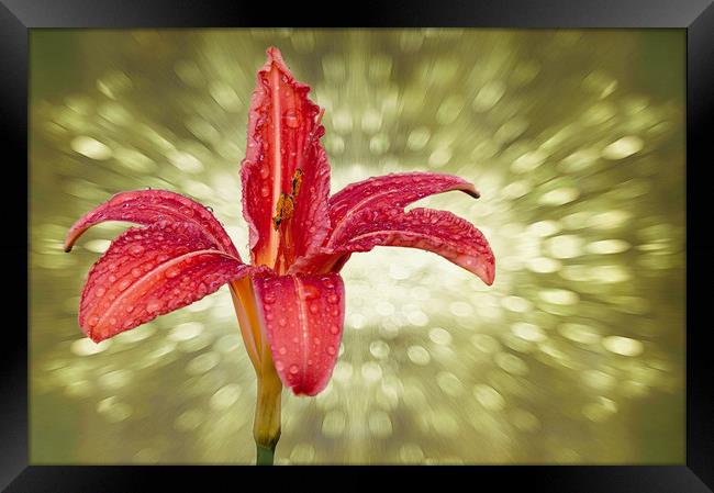 Wet Day lily...as seen on ITV Meridian Framed Print by JC studios LRPS ARPS