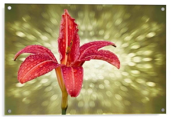 Wet Day lily...as seen on ITV Meridian Acrylic by JC studios LRPS ARPS