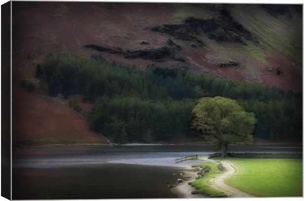 THE LONE OAK BUTTERMERE Canvas Print by Anthony R Dudley (LRPS)