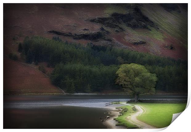 THE LONE OAK BUTTERMERE Print by Anthony R Dudley (LRPS)