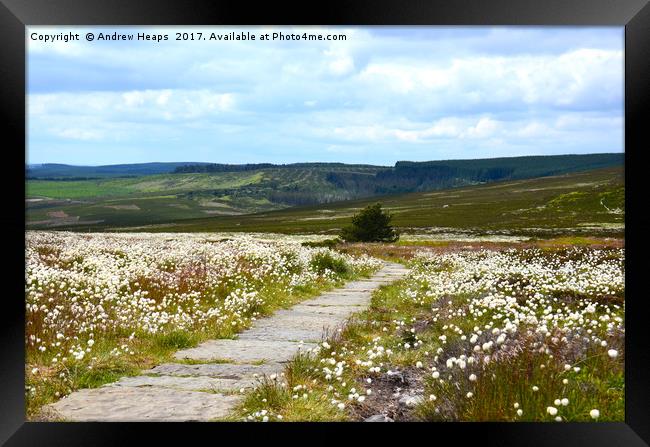 Wild cotton on Northumberland hilltop Framed Print by Andrew Heaps