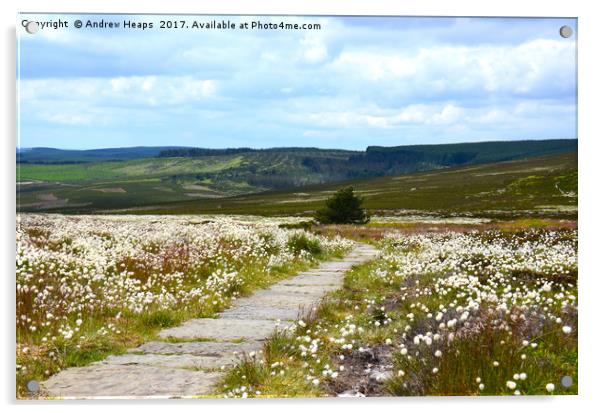 Wild cotton on Northumberland hilltop Acrylic by Andrew Heaps