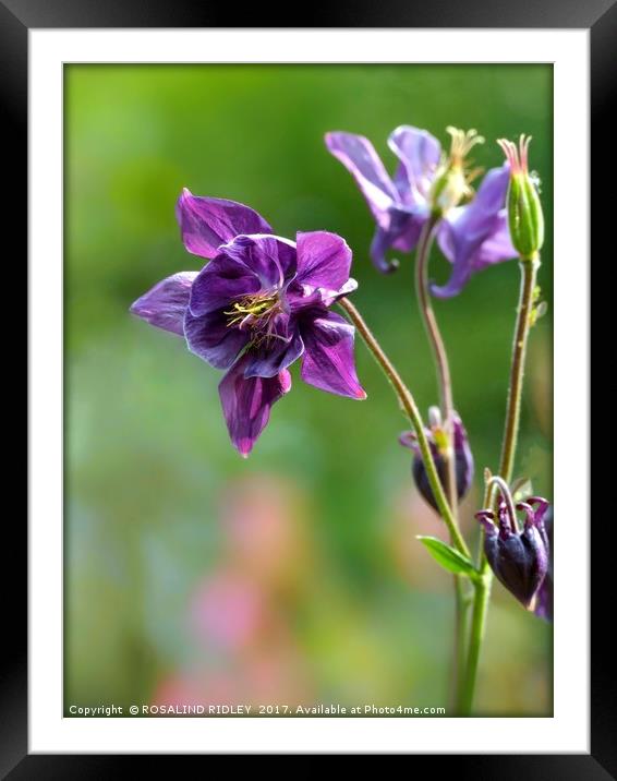 "Purple Aquilegia" Framed Mounted Print by ROS RIDLEY