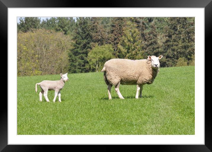 Lambs with mother Framed Mounted Print by Davy Jonas