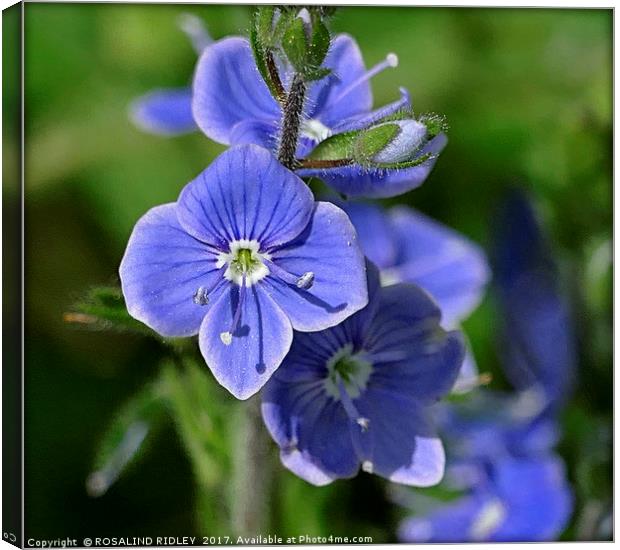 "Tiny but Beautiful Speedwell" Canvas Print by ROS RIDLEY