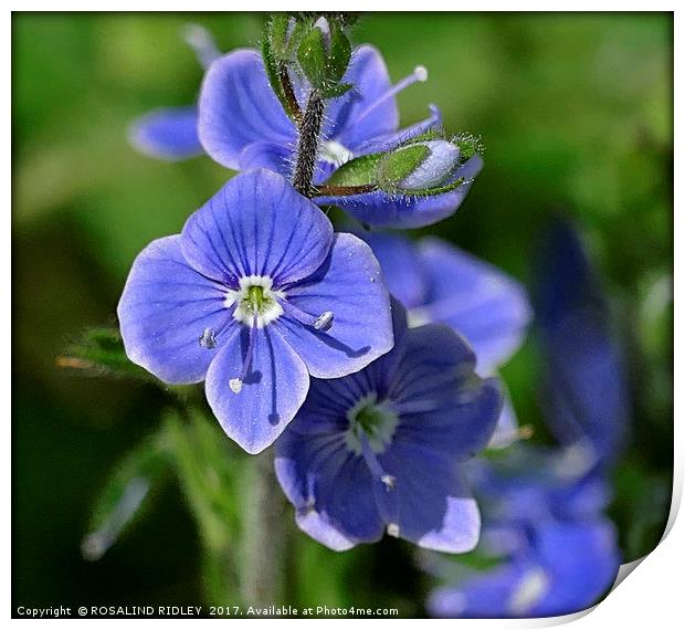"Tiny but Beautiful Speedwell" Print by ROS RIDLEY