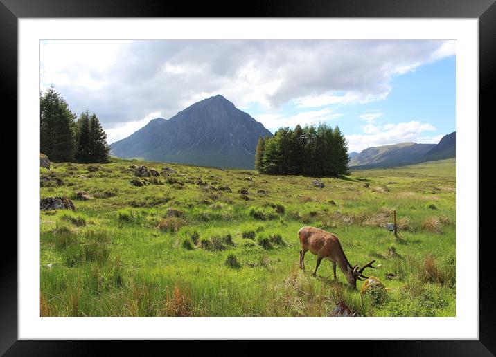 The herdsman of Etive Buachaille Etive Mor Glencoe Framed Mounted Print by alan todd