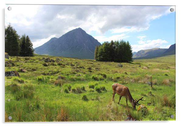The herdsman of Etive Buachaille Etive Mor Glencoe Acrylic by alan todd