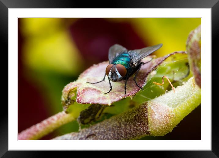 Blue Fly Framed Mounted Print by Ed Alexander