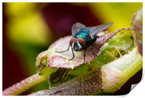 Blue Fly Print by Ed Alexander