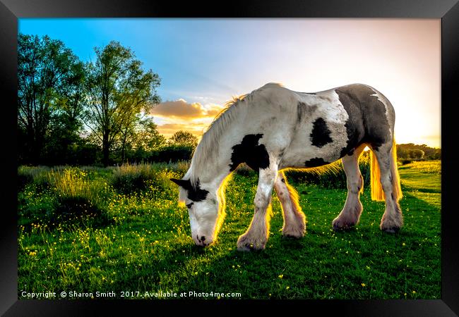 Summers Eve Framed Print by Sharon Smith