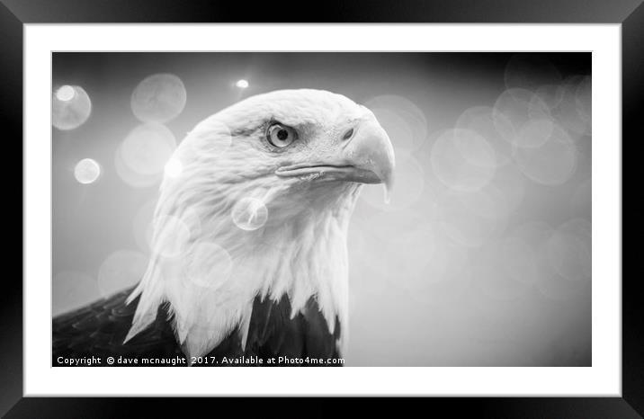 Black and White Eagle  Framed Mounted Print by dave mcnaught