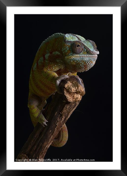 Panther chameleon Framed Mounted Print by Alan Tunnicliffe