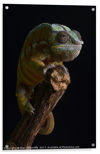 Panther chameleon Acrylic by Alan Tunnicliffe