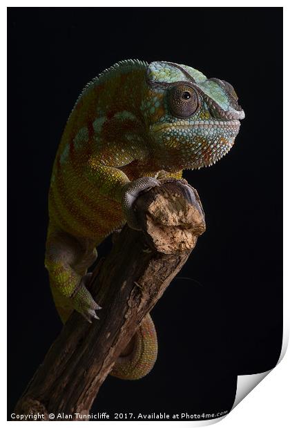 Panther chameleon Print by Alan Tunnicliffe