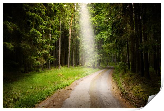 Road in green forest. Print by Sergey Fedoskin