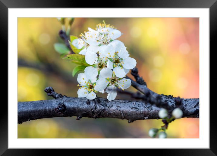 Flowering cherry branch in May close Framed Mounted Print by Dobrydnev Sergei