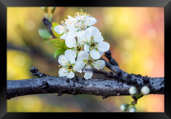 Flowering cherry branch in May close Framed Print by Dobrydnev Sergei